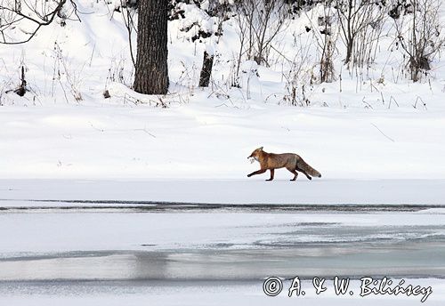 Lis, Vulpes vulpes, nad Sanem, Bieszczady