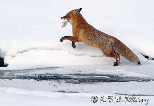 Lis, Vulpes vulpes, nad Sanem, Bieszczady