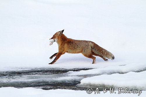 Lis, Vulpes vulpes, nad Sanem, Bieszczady