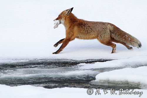 Lis, Vulpes vulpes, nad Sanem, Bieszczady