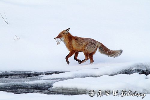 Lis, Vulpes vulpes, nad Sanem, Bieszczady