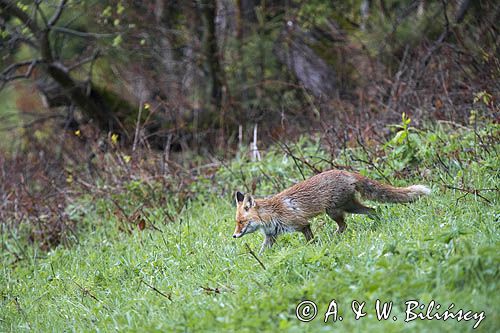 lis, vulpes vilpes