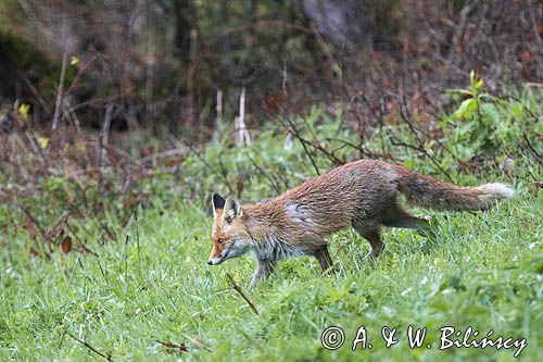 lis, vulpes vilpes