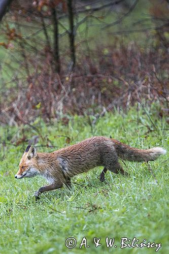 lis, vulpes vilpes