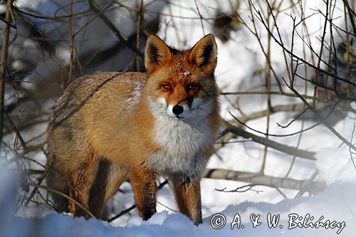 lis Vulpes vulpes