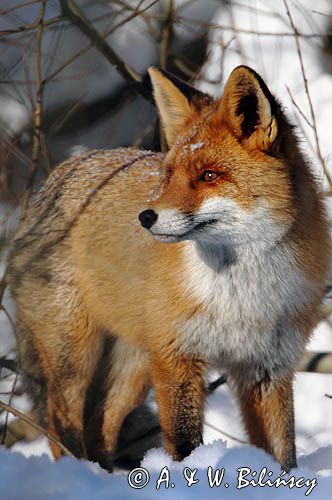 lis Vulpes vulpes