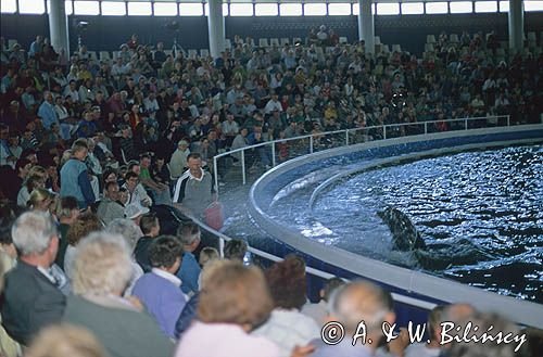 Litwa Kłajpeda Smiltyne - delfinarium