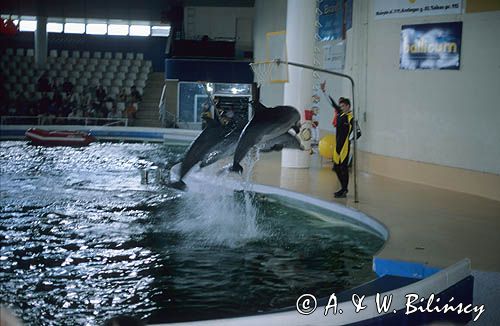 Litwa Kłajpeda Smiltyne - delfinarium