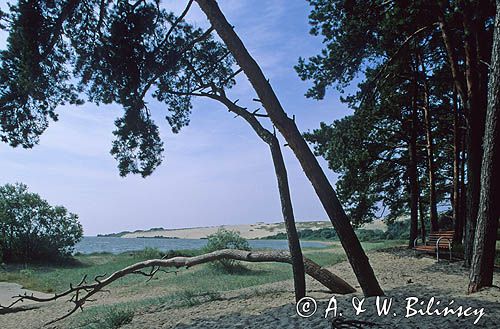 wybrzeże Zalewu Kurońskiego w Nidzie, Park Narodowy Mierzei Kurońskiej, Neringa, Litwa,