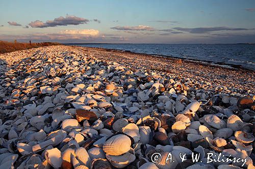 Plaża muszelkowa, Wyspa Livo, Limfjord, Jutlandia, Dania