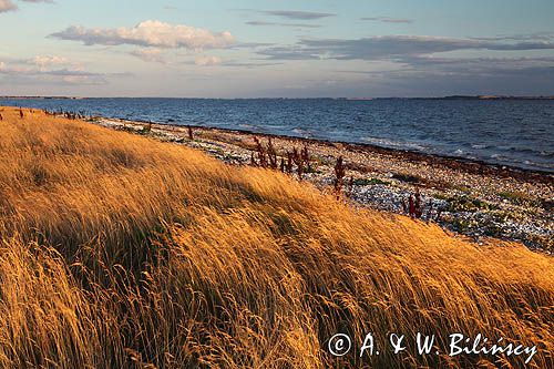 Wyspa Livo, Limfjord, Jutlandia, Dania