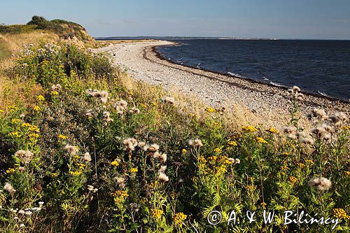 Wyspa Livo, Limfjord, Jutlandia, Dania