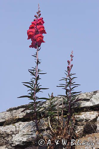 Lnica Linaria, skalniak - mur, Bretania