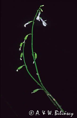 lobelia jeziorna Lobelia dortmanna