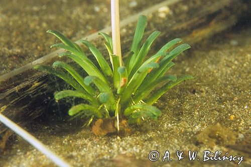 lobelia jeziorna Lobelia dortmanna