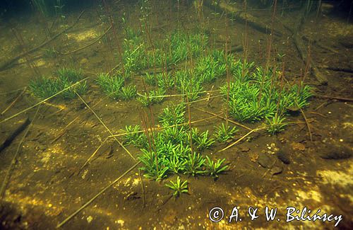 lobelia jeziorna Lobelia dortmanna