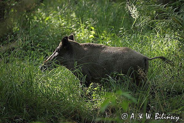Dzik, Sus scrofa, locha