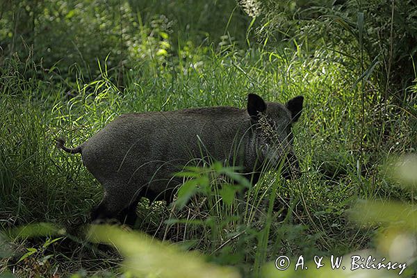 Dzik, Sus scrofa, locha