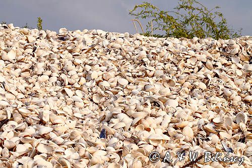Plaża muszelkowa, Logstor, Limfjord, Jutlandia, Dania