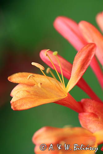 Lonicera brownii, odmiana Dropmore Scarlet, Wiciokrzew Browna