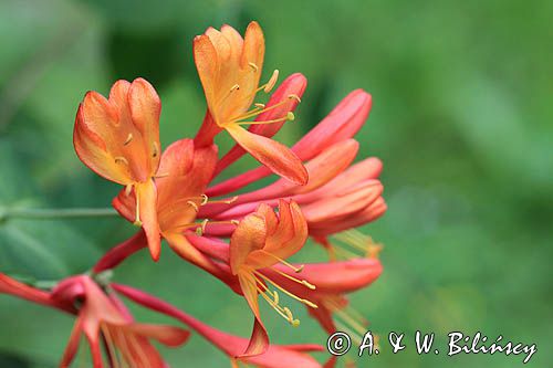 Lonicera brownii, odmiana Dropmore Scarlet, Wiciokrzew Browna