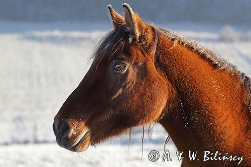 hucuł, hucul pony, szron, Lord