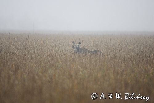 łosie - klempa z młodym