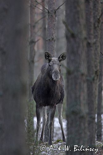 łoś w lesie