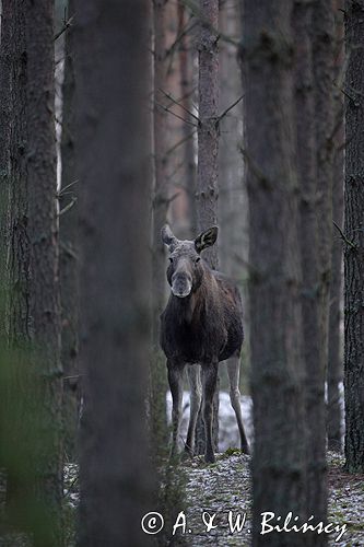 łoś w lesie