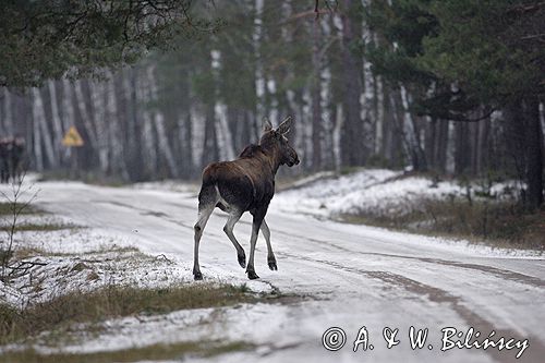 łoś w lesie