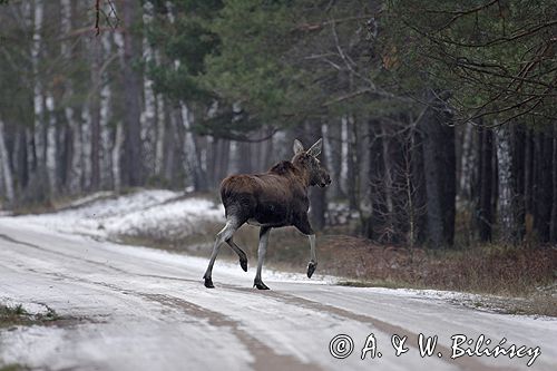 łoś w lesie