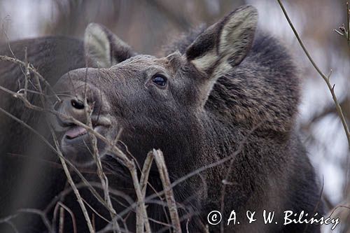 młody łoś Alces alces