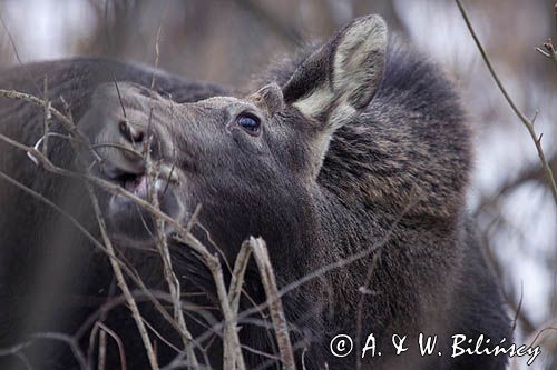 młody łoś Alces alces