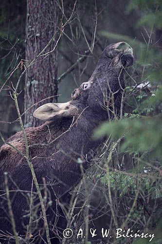 łoś Alces alces samiec po zrzucemiu rogów