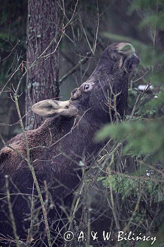 łoś Alces alces samiec po zrzucemiu rogów