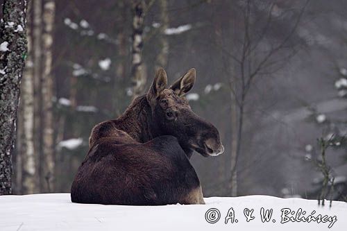 łoś Alces alces samiec po zrzucemiu rogów