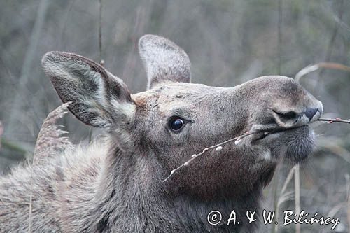 łoś Alces alces, Bagna Biebrzańskie