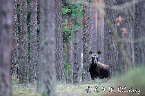 łoś Alces alces, Bagna Biebrzańskie, las sosnowy