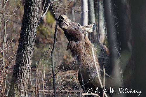 łoś Alces alces, Bagna Biebrzańskie, las sosnowy