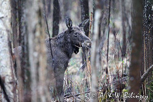 łoś Alces alces, Bagna Biebrzańskie, las sosnowy