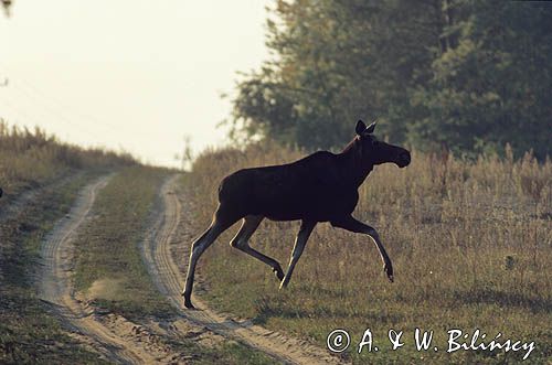 Łosza, samica łosia, inaczej klempa, Alces alces