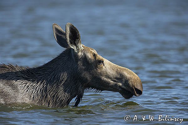 Łoś, Alces alces