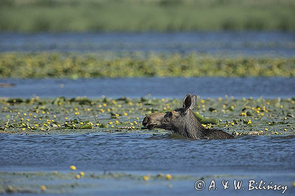 Łoś, Alces alces