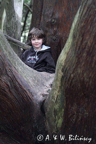 olbrzymie tuje w Lough Key, rejon Górnej Shannon, Irlandia, Lough Key Forest and Activity Park