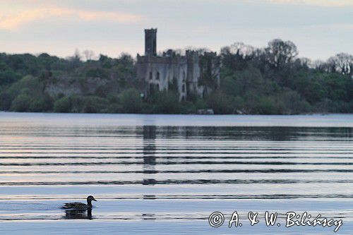 Ruiny zamku na wyspi na jeziorze Lough Key, rejon Górnej Shannon, Irlandia, Lough Key Forest and Activity Park