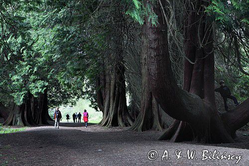 olbrzymie tuje w Lough Key, rejon Górnej Shannon, Irlandia, Lough Key Forest and Activity Park