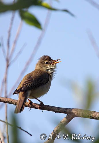 śpiewający samiec łozówki, Acrocephalus palustris