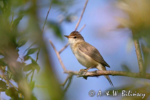 śpiewający samiec łozówki, Acrocephalus palustris