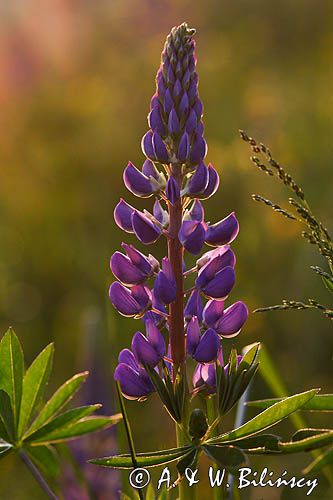 Łubin trwały Lupinus polyphyllus