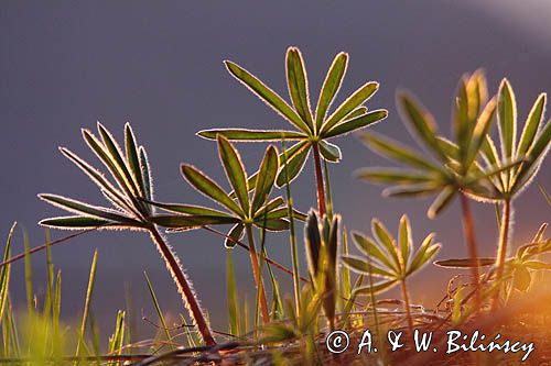 liście łubinu na łące o zachodzie słońca, Lupinus, Łubin trwały, Lupinus polyphyllus